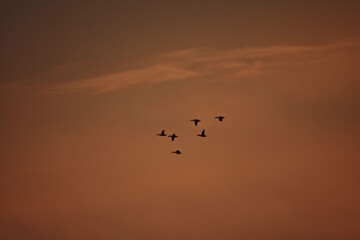 silhouettes of wild ducks flying in the colorful sky at sunset. Anas platyrhynchos birds on the sky