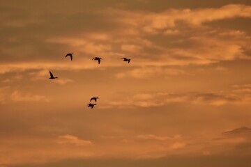 Naklejka na ściany i meble silhouettes of wild ducks flying in the colorful sky at sunset. Anas platyrhynchos birds on the sky