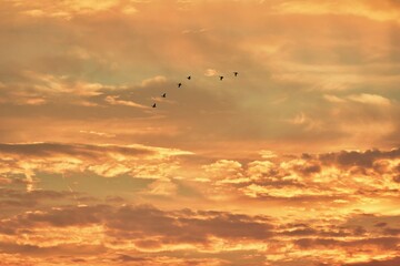 Fototapeta na wymiar silhouettes of wild ducks flying in the colorful sky at sunset. Anas platyrhynchos birds on the sky