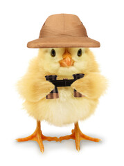 Cute cool chick adventurer explorer with pit helmet and binoculars funny conceptual image 