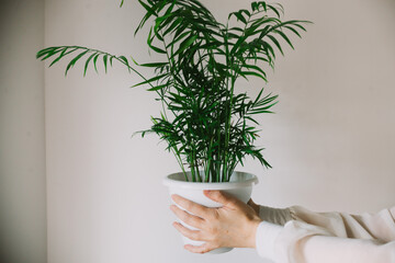  female hands with white sleeves hold a brown pot with chamedorea against the background of a white wall. Houseplant care concept. Modern minimalist creative home decor concept, garden room. 