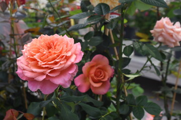 Edelrose 'Albrecht Dürer'