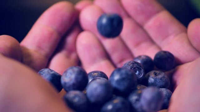 Blueberries fall in the palm of your hand