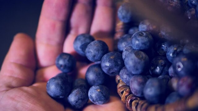 Blueberries fall in the palm of your hand