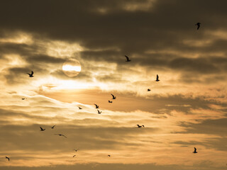 OLYMPUS DIGITAL CAMERA © KrzysztofAleksander