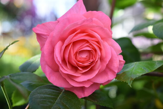 Beautiful Roses Jennifer รูปภาพJennifer – เลือกดูภาพถ่ายสต็อก เวกเตอร์ และวิดีโอ450 | Adobe Stock