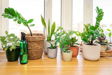 Home plants and flowers on a wooden windowsill