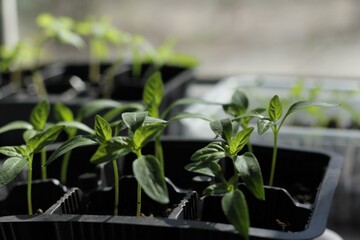 seedlings in a pot