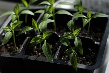 seedlings in a pot
