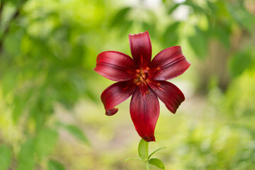 Blooming lily on a green background