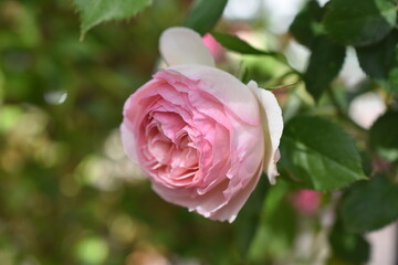 Kletterrose 'Pierre'