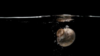 Champignon mushroom falling into water in slow motion on black background  - Powered by Adobe