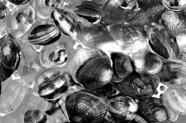Fishing details in Sicily, black and white
