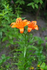 Blooming lily on a green background