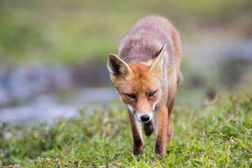 Rotfuchs (vulpes vulpes)