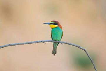 Bienenfresser (Merops apiaster) 