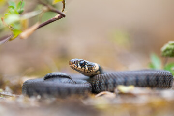 Eine junge Ringelnatter (Natriix natrix helvetica) beim Sonnen