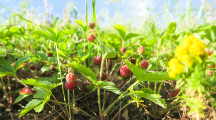 A close-up shot of a ripe forest strawberry. Lots of red sweet berries in the clearing.