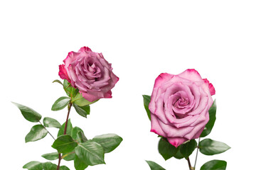 Pink rose isolated on white background.