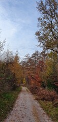 Fototapeta na wymiar autumn in forest