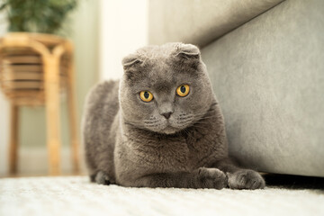 Grey cat scottish fold sits on the carpet near the sofa