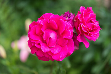 Beautiful rose in the garden