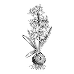 Hand drawn hyacinth, spring bulbous flower