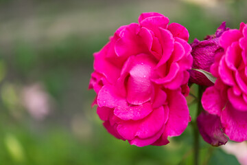 Beautiful rose in the garden