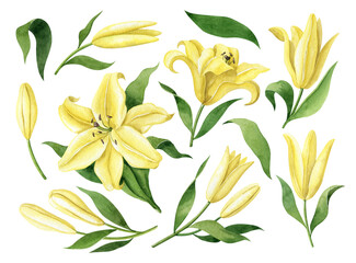 Watercolor clipart set with watercolor yellow lilies. Hand drawn illustration isolated on white background. Clipart for greeting cards, wedding invitations, birthday cards, stationery.