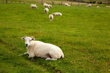 Fototapeta premium A flock of sheep