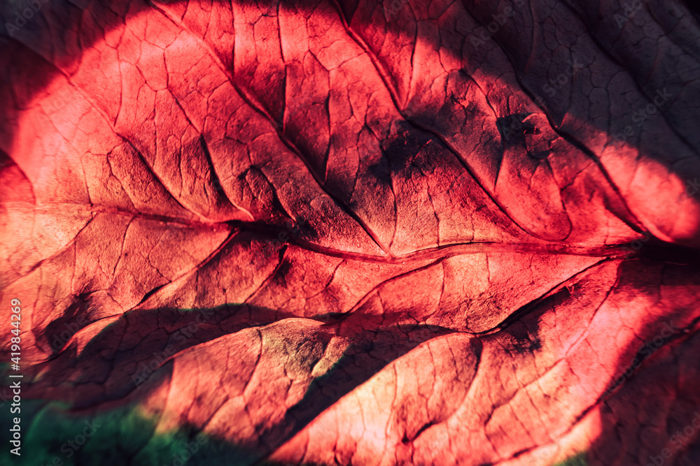 Poster Beautiful abstraction leaf texture  neon light. Minimalism retro style concept. Background pattern for design. Macro photography view.