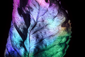 Beautiful abstraction leaf texture  neon light. Minimalism retro style concept. Background pattern for design. Macro photography view.