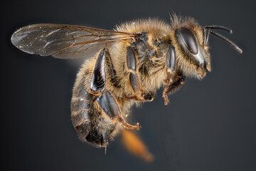 abeille européenne en gros plan (apis mellifera)  en focus stcking
