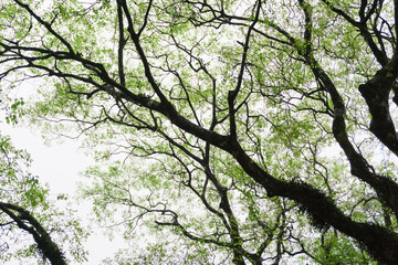 Branches and green leaves pattern with low angle photography