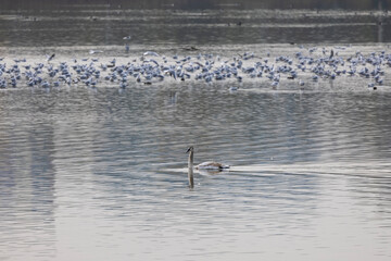A young brown coloured white swan swims on the water.