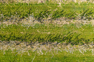 Looking straight down on flowering cherry trees near Wiesbaden / Germany in the Rheingau