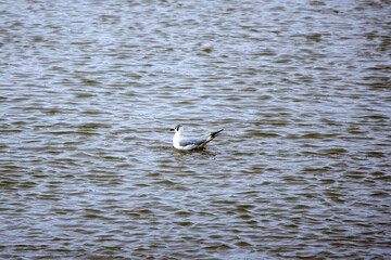 Beautiful white seagulls swimming in a river