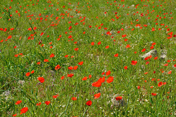 Poppies growing wild in the Cyprus counyrtside