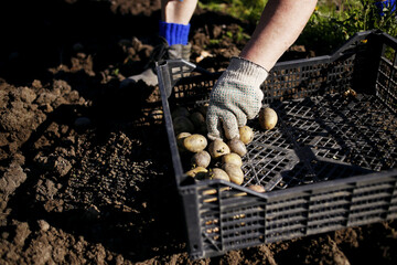 Mature woman planting potatoes in her garden