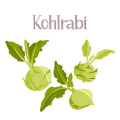 Fresh kohlrabi root vegetable. Healthy nutrition product.