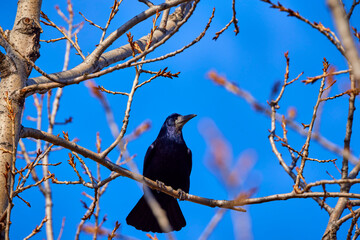 A carrion crow perched on a branch, Corvus macrorhynchos