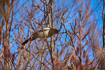Eurasian magpie on a branch, Common magpie (Pica pica)