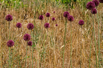 Allium ampeloprasum growing wild in a Cyprus cornfield