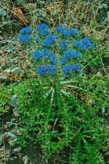 Fototapeta na wymiar Cardopatium corymbosum growing wild in the Cyprus countryside