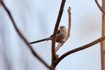 a long-tailed tit on a branch of tree