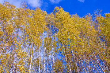 Yellow autumn birches against a blue sky 