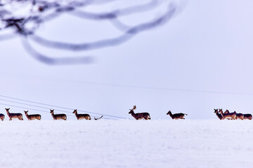 Deer group in the winter meadow
