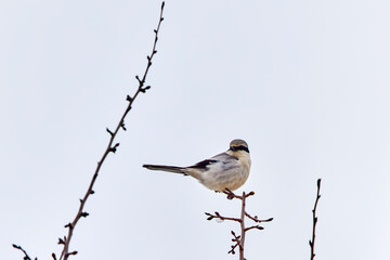 a long-tailed tit on a branch of tree
