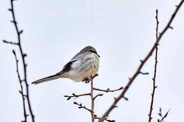 a long-tailed tit on a branch of tree