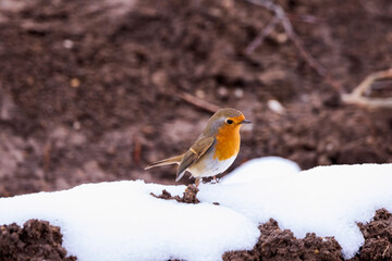 European Robin (Erithacus rubecula) wintering in city park.